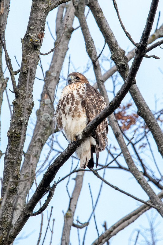 red-tailed-hawk-roosted-2347