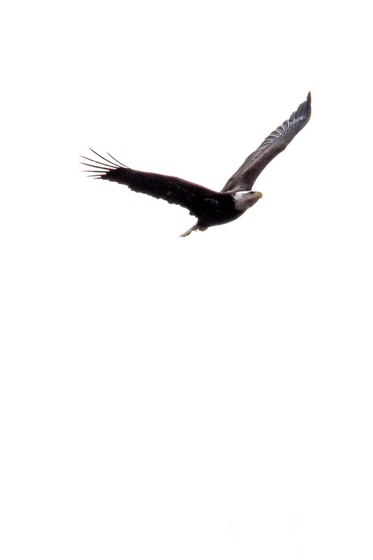 bald-eagle-2209