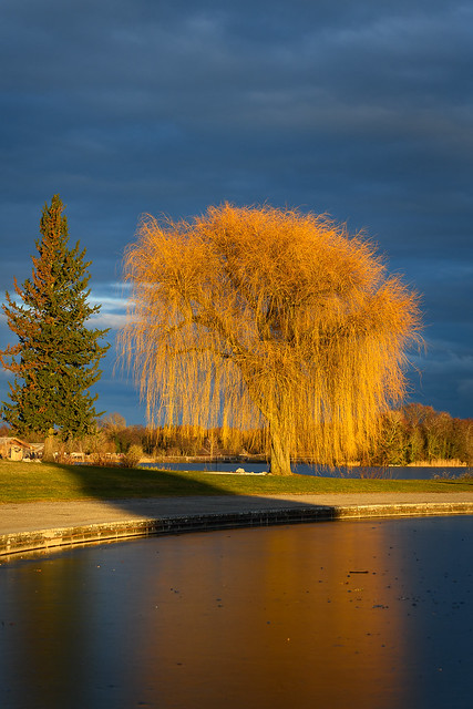 Weeping Willow at the Lac de Divonne, Pays de Gex, Ain, France