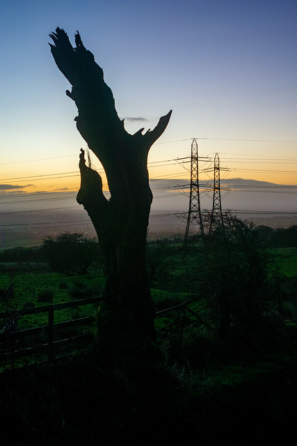 Dead tree, Sunsrise, Dalry, North Ayrshire, Scotland, UK