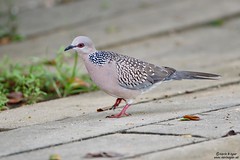 Spotted Dove, Spilopelia chinensis