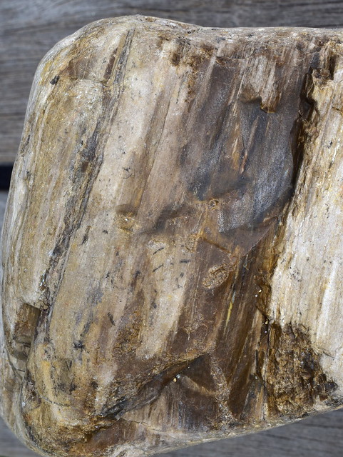 Late Permian fossilised wood.