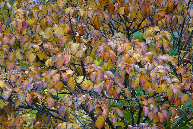 mid November leaf change