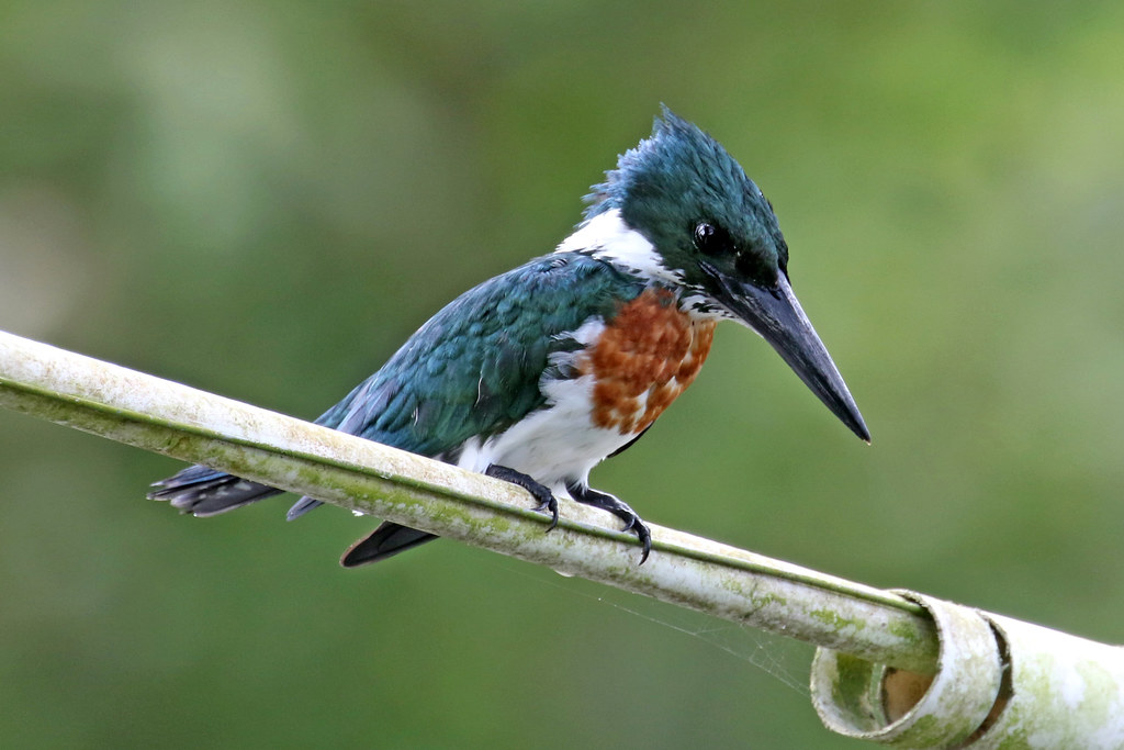 Amazon Kingfisher ♂ Chloroceryle amazona