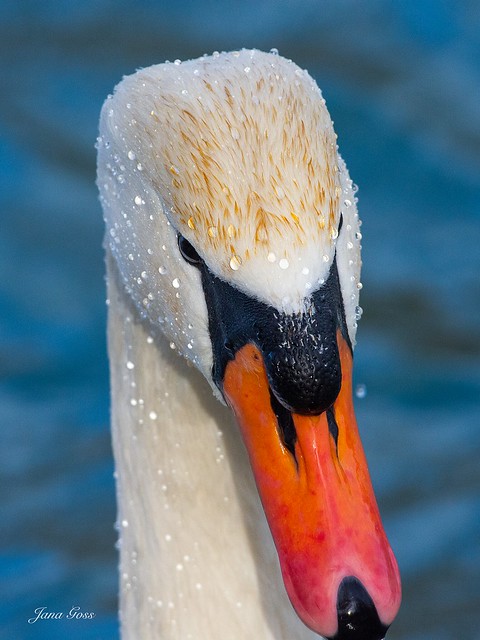 Beautiful Mute Swan