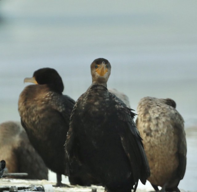 A gulp of Cormorants Irondequoit Bay Rochester, NY