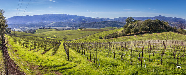 Sonoma County Vineyard with Early Sping Mustard Growing