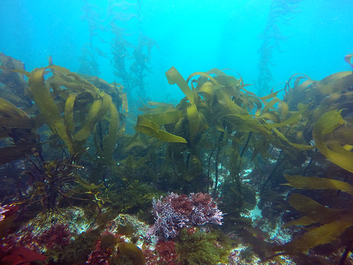 Kelp understory
