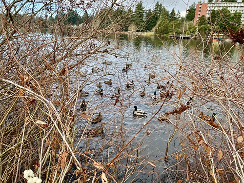 Ducks in Bitter Lake