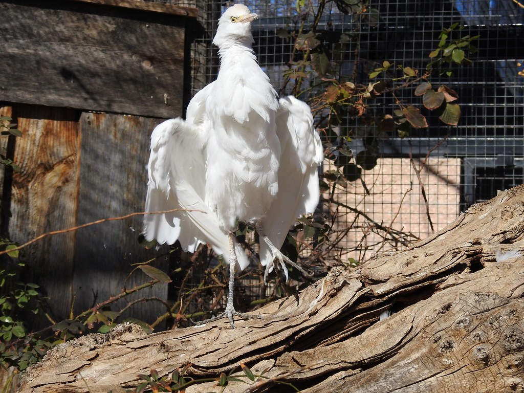 poof goes the cattle egret