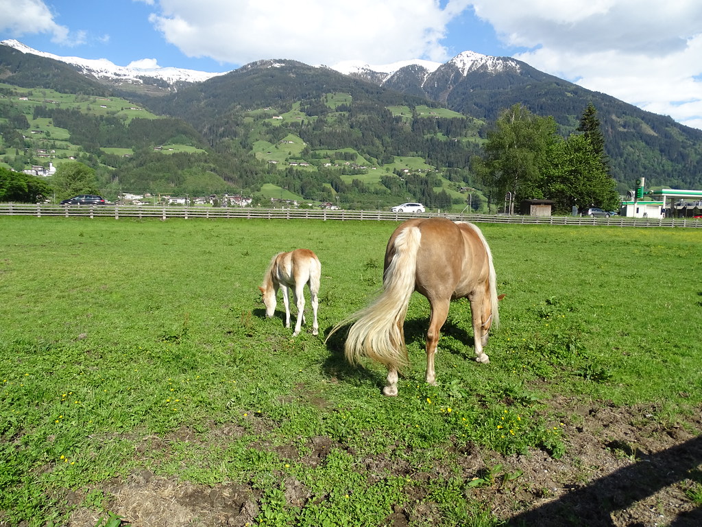 caballos en Fugen Valle de Ziller Zillertal Tirol Austria 02
