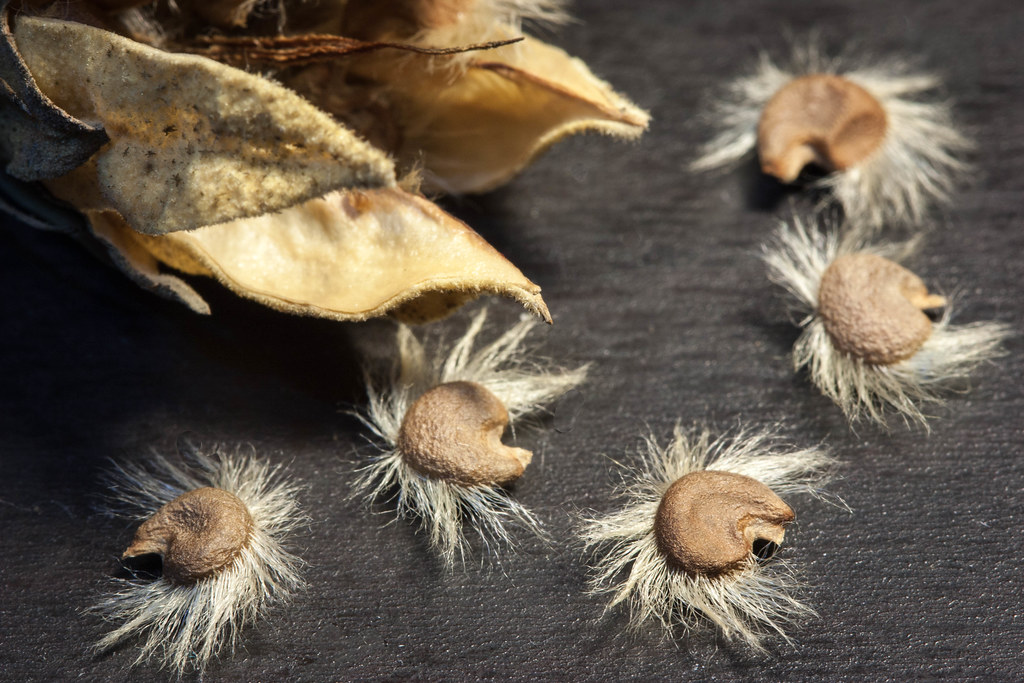 Rose of Sharon seeds with pod