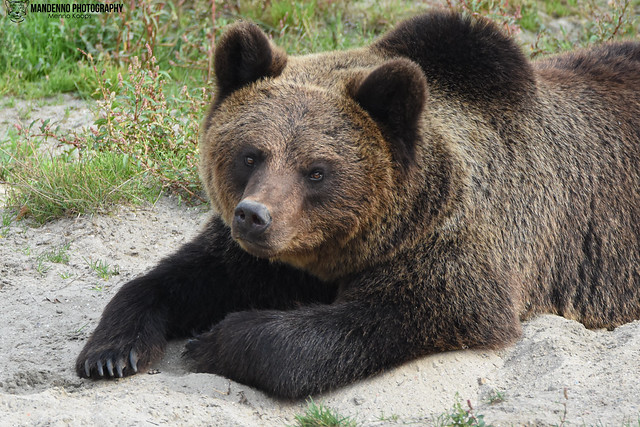 Brown bear - Pairi Daiza
