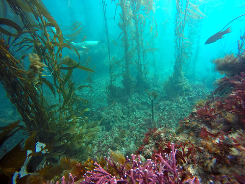 High complexity kelp forest