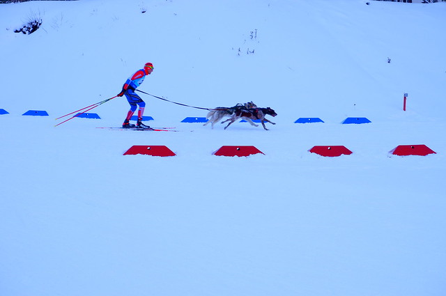 Гонки лыжников с собаками