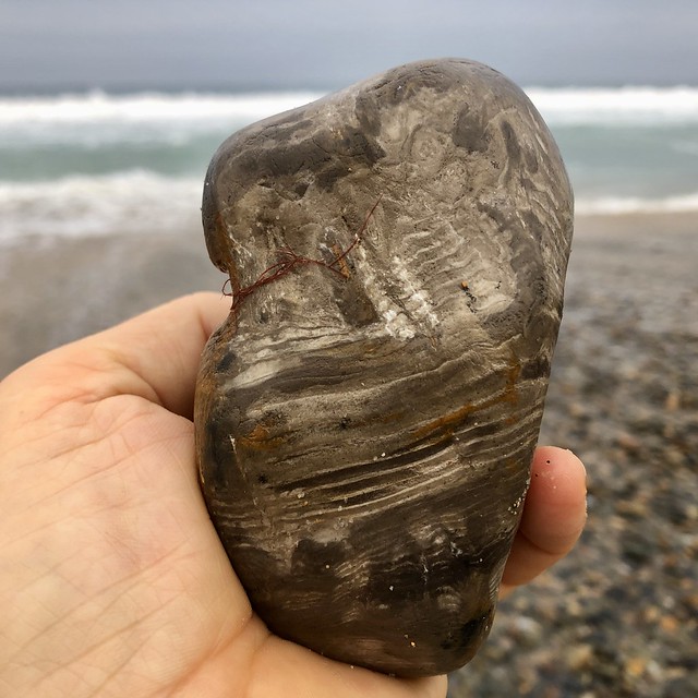 Late Permian fossilised wood pebble.  Growth rings are nicely visible