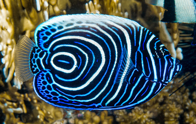 Emperor angelfish, juvenile - Pomacanthus imperator