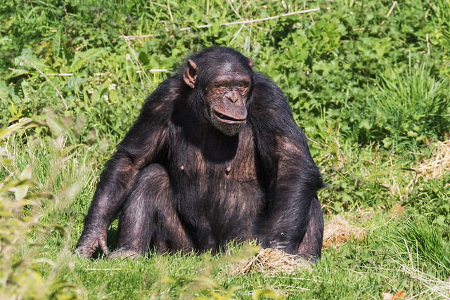 Chimpanzee sitting in the sun
