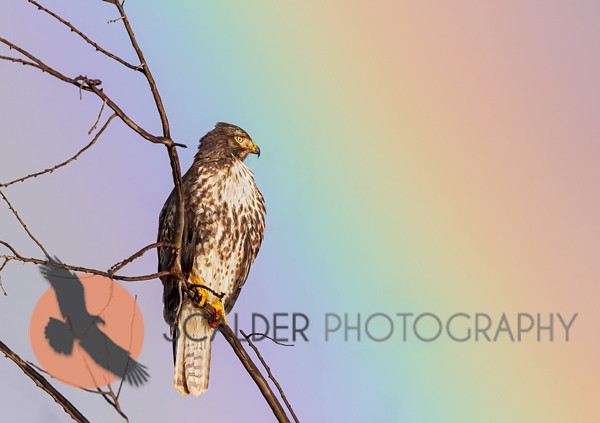 Red-tailed Hawk perched with rainbow in background