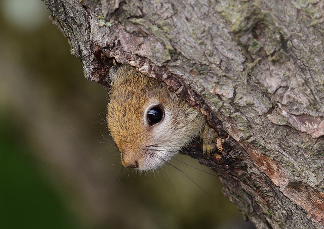Tree Squirrel  (Paraxerus cepapi)