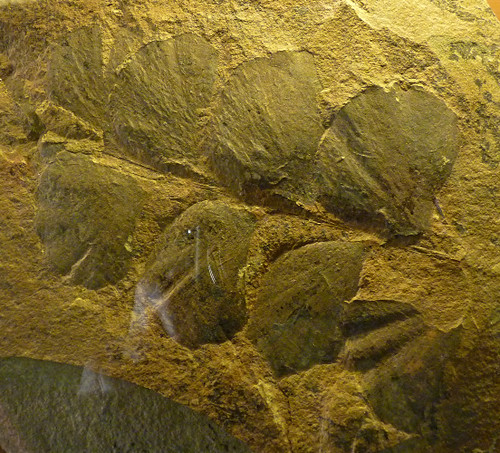 Archaeopteris obtusa (10-9-21 Naturistorisches Museum Wien, leg in Youngsville, New York)