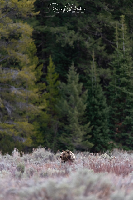 Grizzly Bear | Ursus arctos horribilis | 2021 - 19