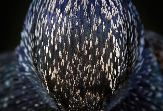 starling close-up