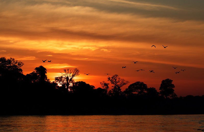 Great Egret in Sunset_Egretta alba_Ascanio_Inirida_Colombia_DZ3A5595