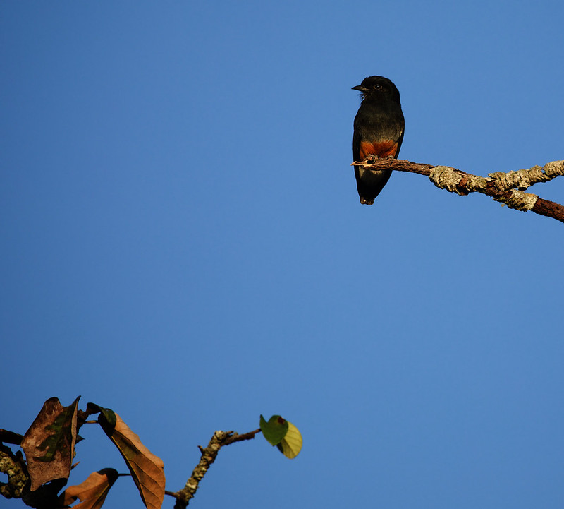Swallow-winged Puffbird_Chelidoptera tenebrosa_Ascanio_Inirida_Colombia_DZ3A4395