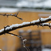 snow_on_branch-20220122-100
