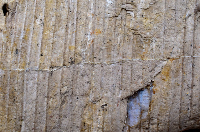 Closeup of Late Permian fossilised wood.