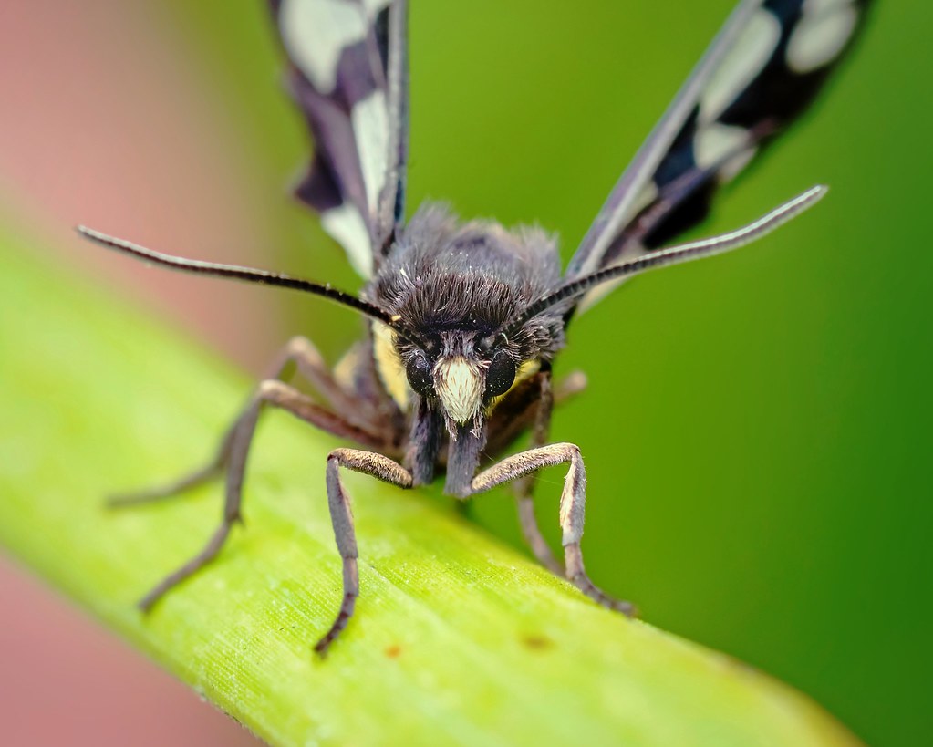 Yellow Belted Burnet moth