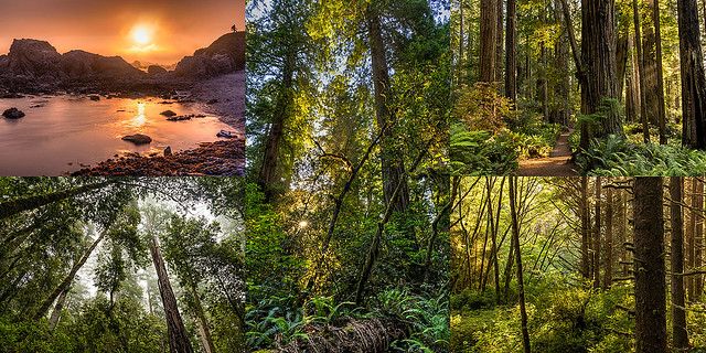 Coastal California Redwoods Photo Workshop • USA June 2022
