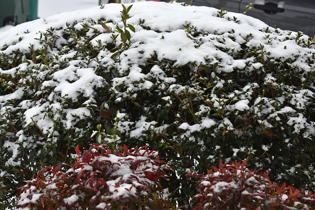 Snow Covered Shrub/Bush.