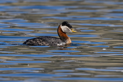 Red-Necked Grebe | by Gf220warbler