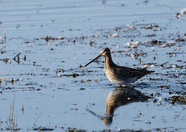 Snipe Refection