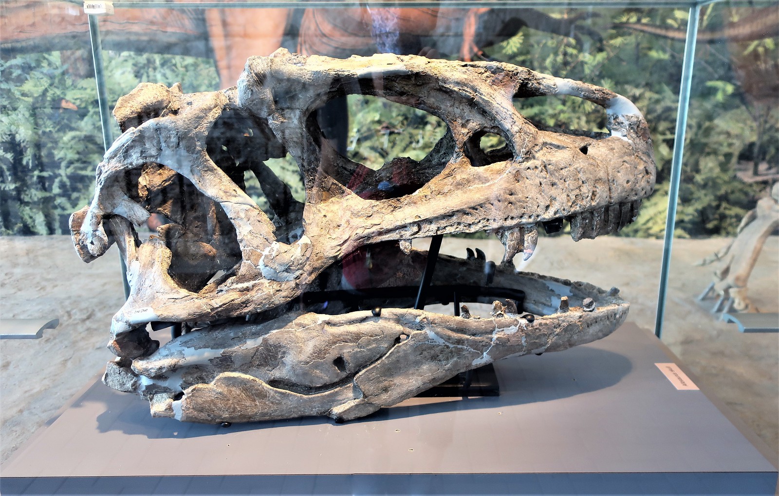 Allosaurus Skull intact & in Shape Dinosaur National Monument Fossil Bone Quarry ~ Jensen, Utah