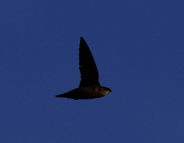 Ashy-tailed Swift_Chaetura andrei_Ascanio_Inirida_Colombia_DZ3A5985