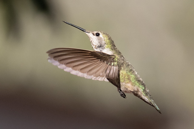 Annie, female Anna's hummingbird