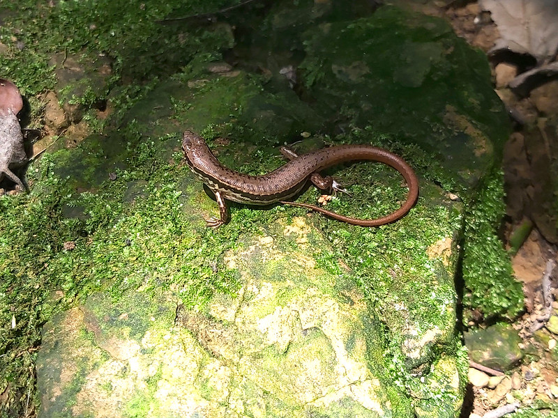 Skink on Mt. Dadong and Mt. Sanjiaopuding in Shulin, New Taipei City