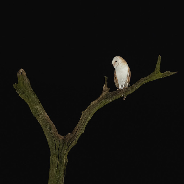 Barn Owls-2632