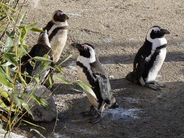 African Penguin Brillenpinguine Spheniscus demersus