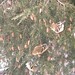 Finches eating seeds from the hemlock tree cones
