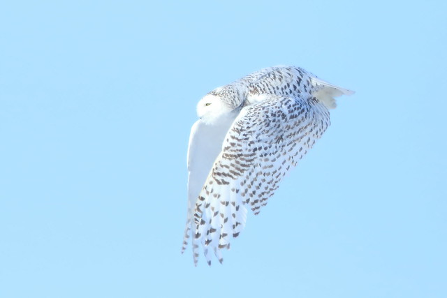 Harfang des neiges, Snowy owl