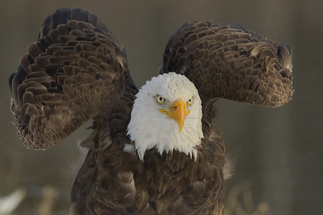 American Bald Eagle | Formidable Predator | #89 In Explore 1/23/2022