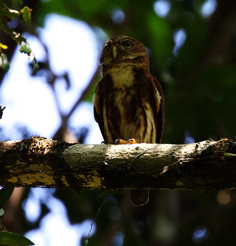 Ferruginous Pygmy-Owl_Glaucidium brasilianum_Ascanio_Inirida_Guainia_Colombia_DZ3A5419