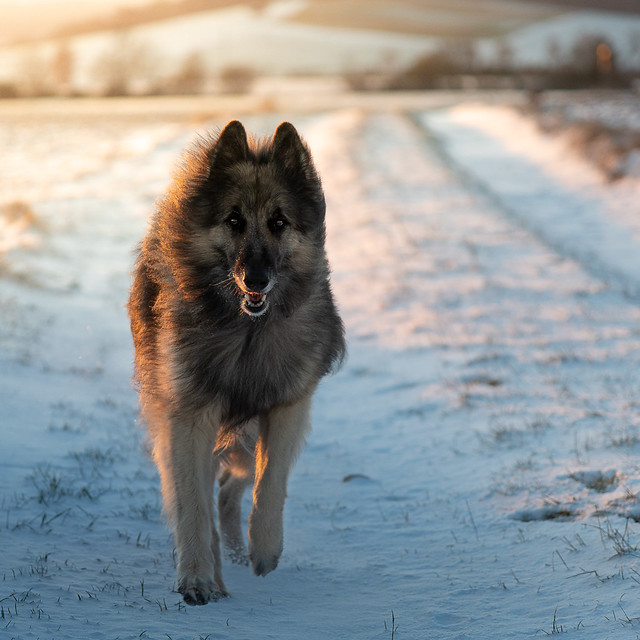 winter sunrise with dog