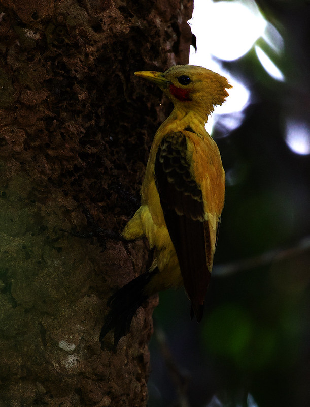 Cream-colored Woodpecker_Celeus flavus_Ascanio_Inirida-Colombia_DZ3A6150