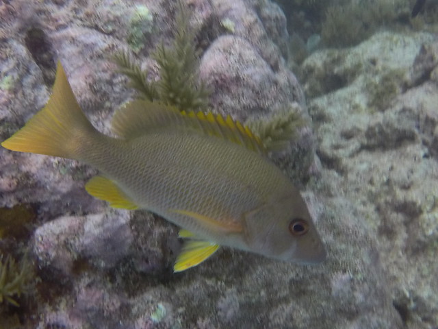 AM 26 JAN 2022 Scuba Dive Key Largo Images