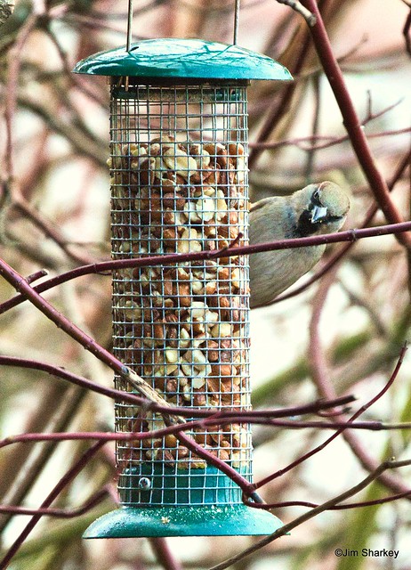 bird on the feeder